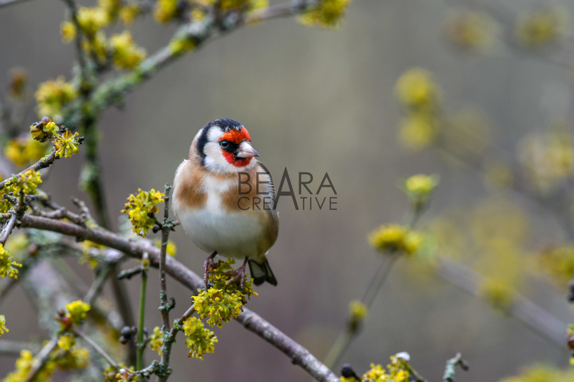 "Garden goldfinch tree flowers" stock image