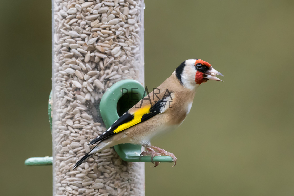 "Goldfinch feeder portrait" stock image