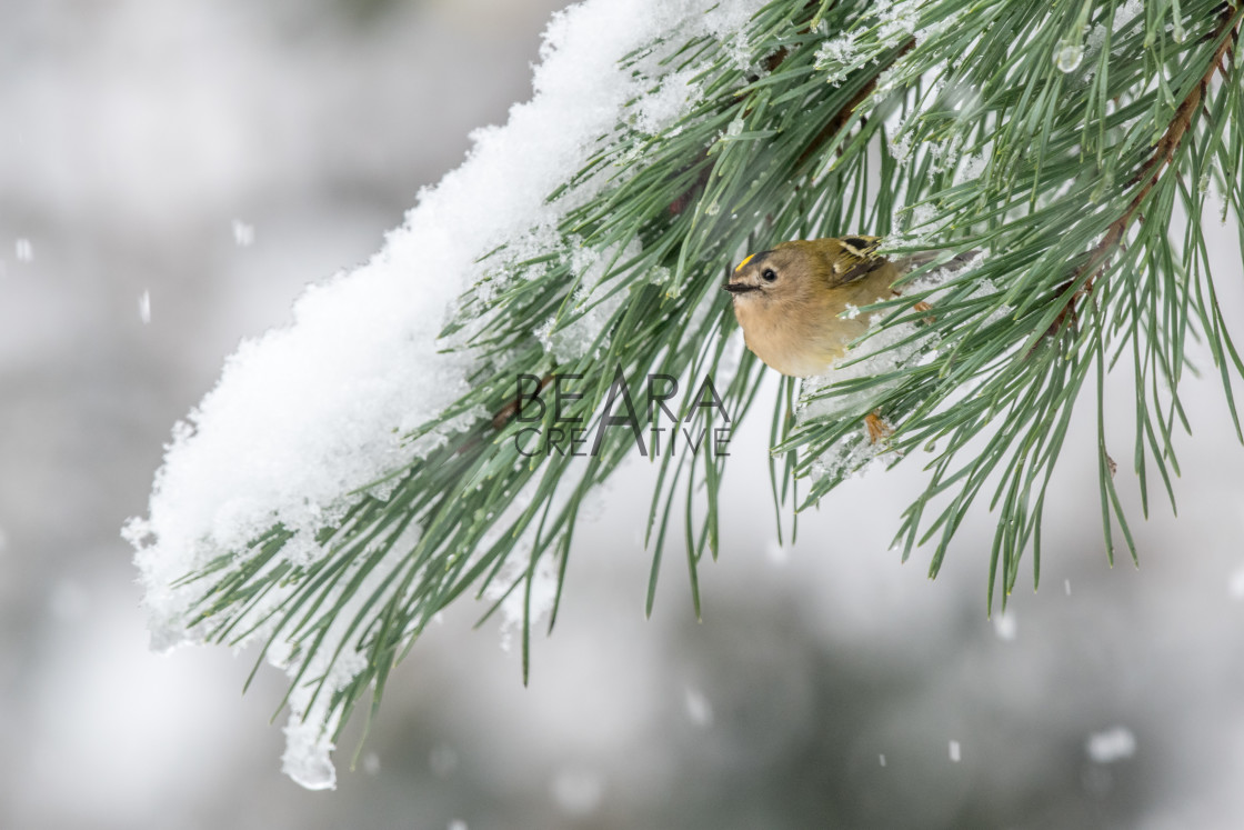 "Goldcrest under snow" stock image