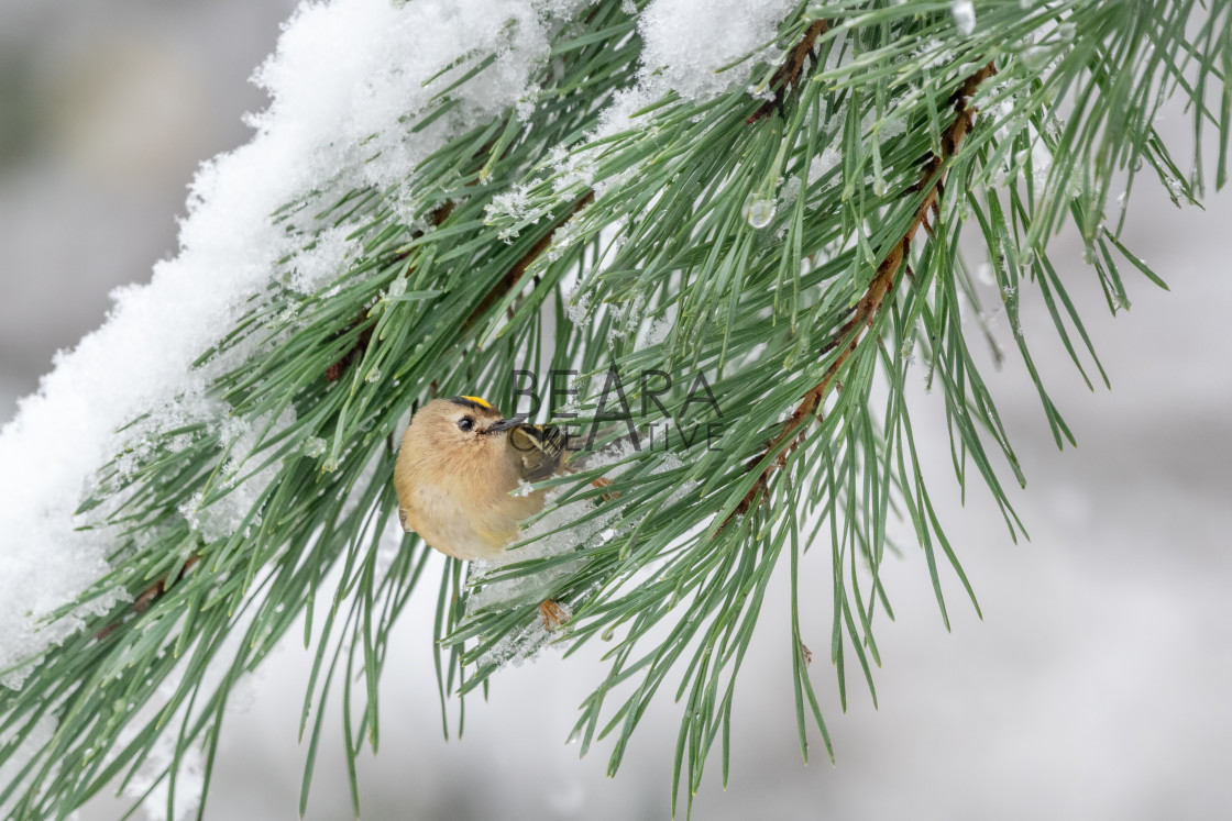 "Goldcrest looking back" stock image