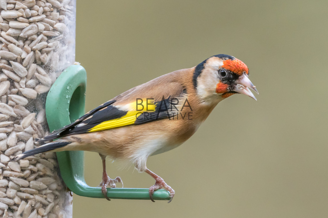 "Goldfinch sunflower seed feeder" stock image