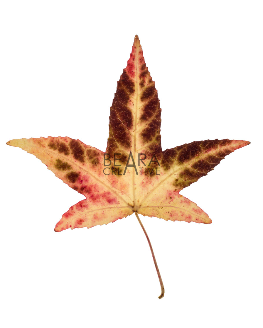 "beige brown red Japanese maple leaf" stock image