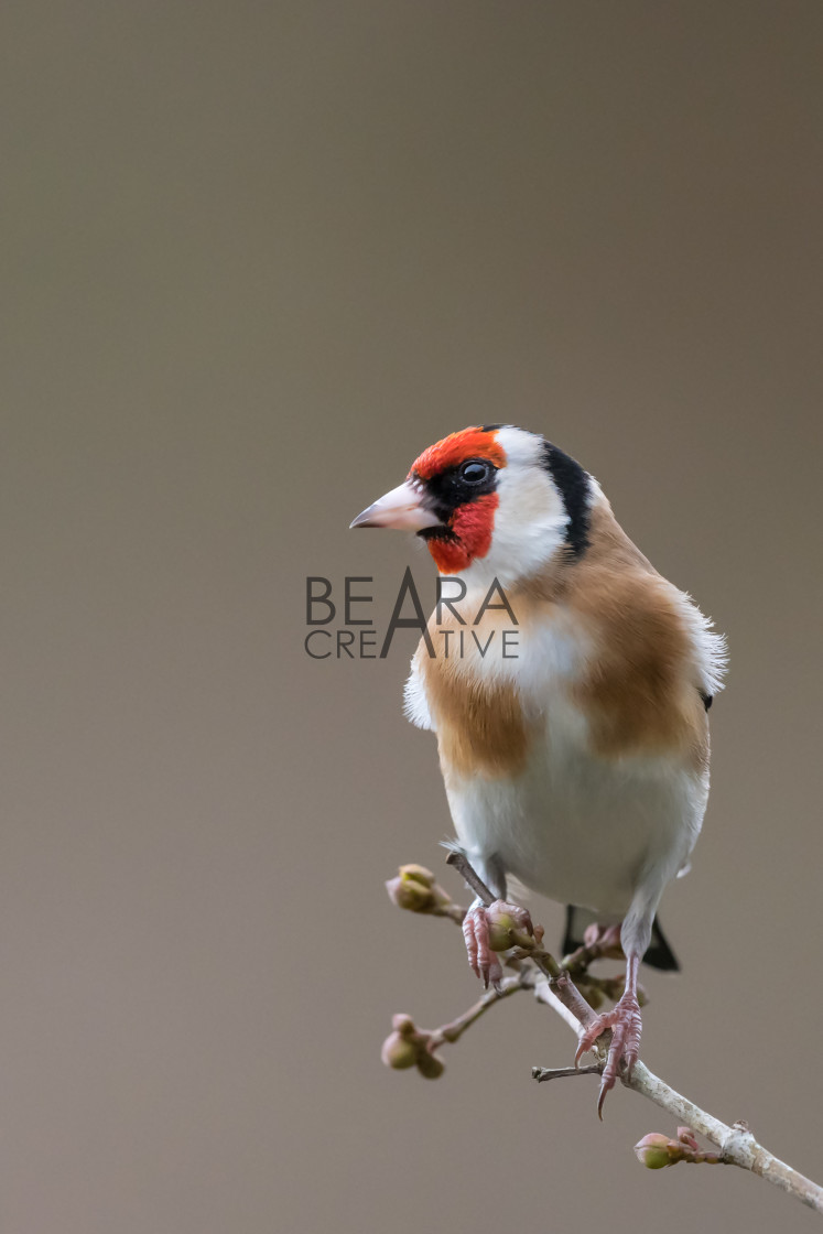 "Goldfinch portrait isolated" stock image