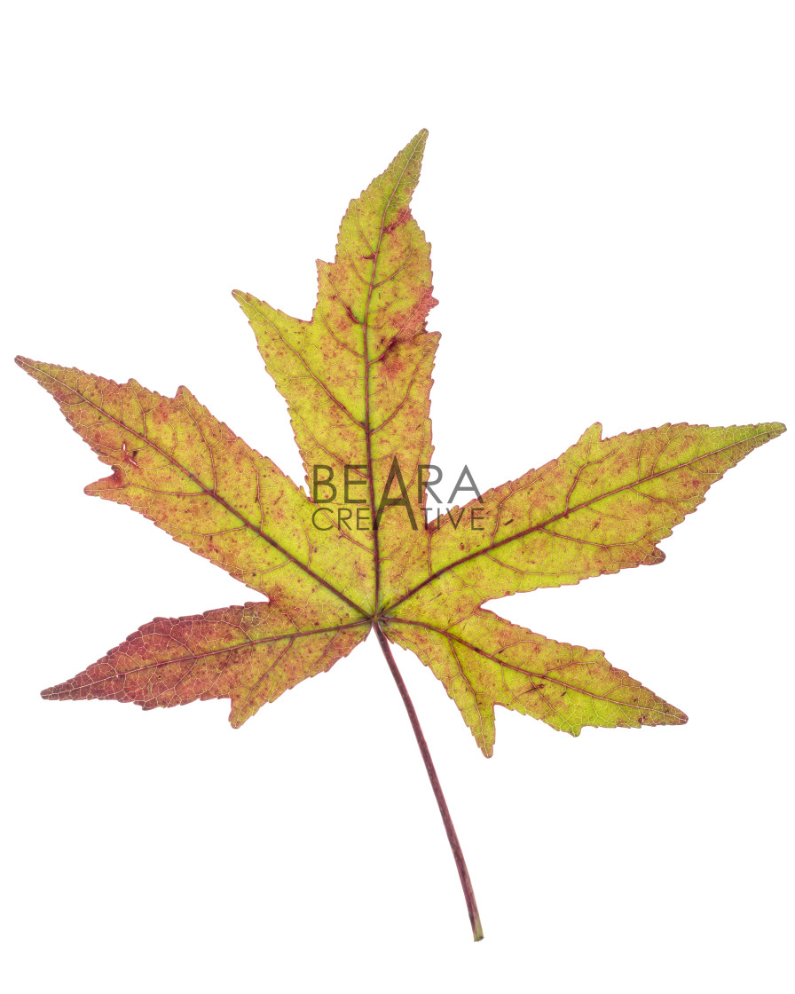 "Green brown Japanese maple leaf" stock image