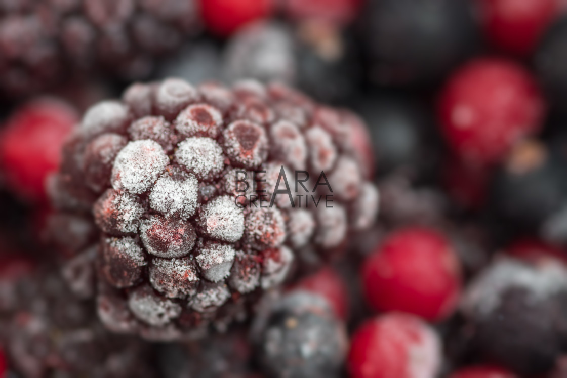 "Frozen loganberry" stock image