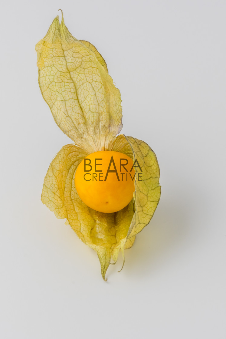 "One physalis fruit white background" stock image