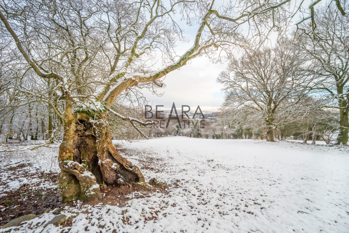 "Hollow tree winter landscape" stock image