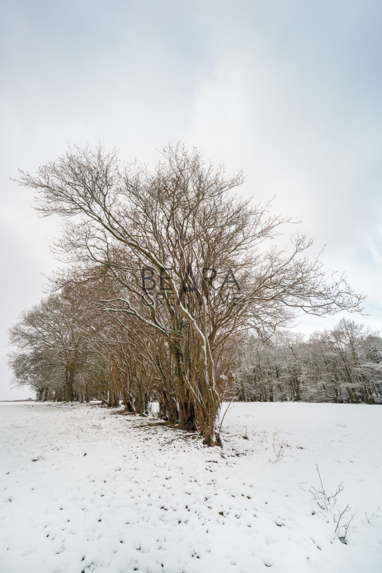 "Brecon Beacons winter tree scene" stock image