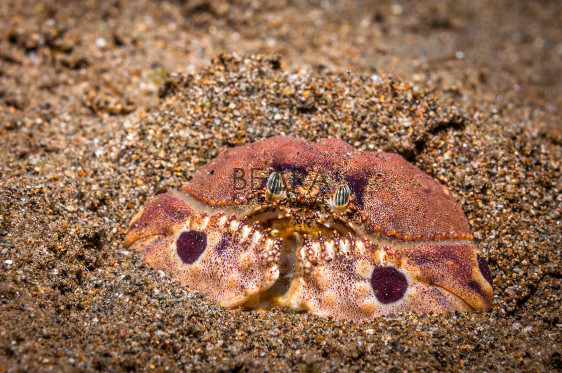 "Spectacled box crab" stock image