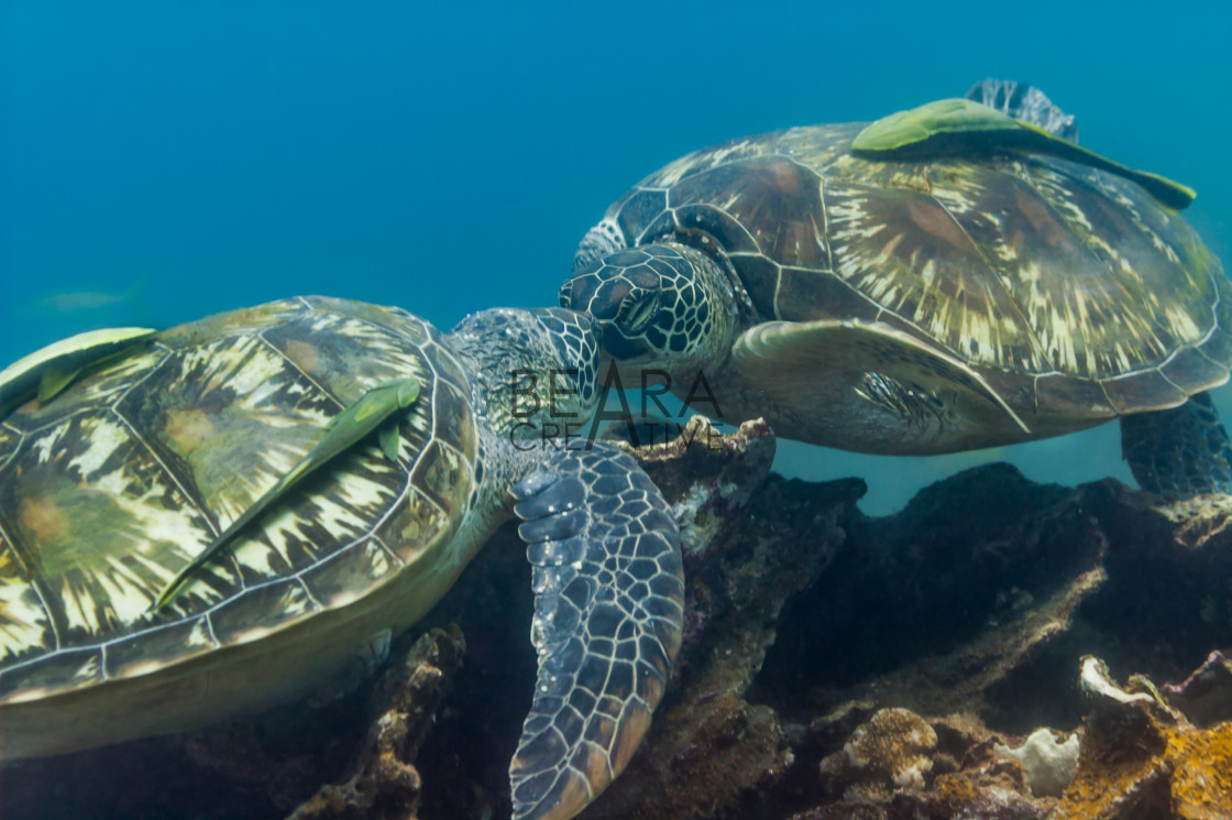 "Turtles kiss above coral reef" stock image