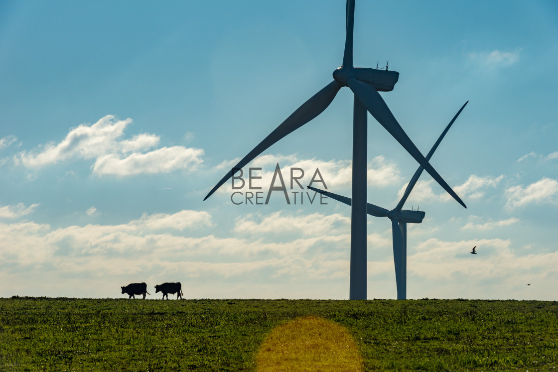 "Two cows wind turbines" stock image