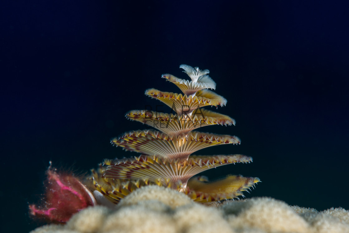 "Bahamas christmas tree worm" stock image