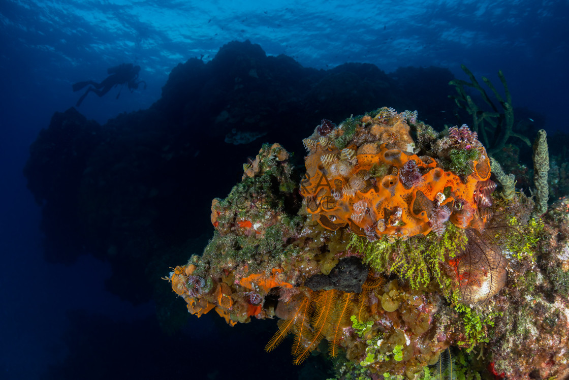 "Christmas tree worm diver scene" by Toby Gibson - £10.00 "Christmas tree worm diver scene" stock image