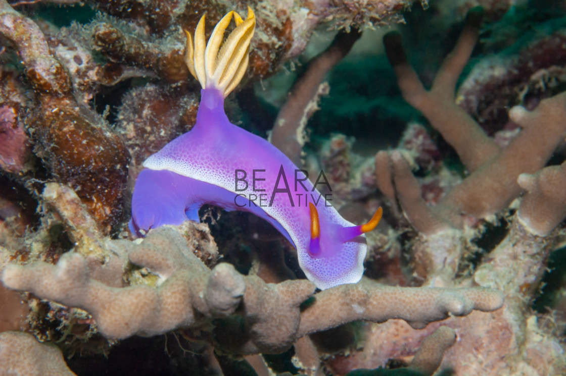 "Danjugan sea slug Hypselodoris" stock image