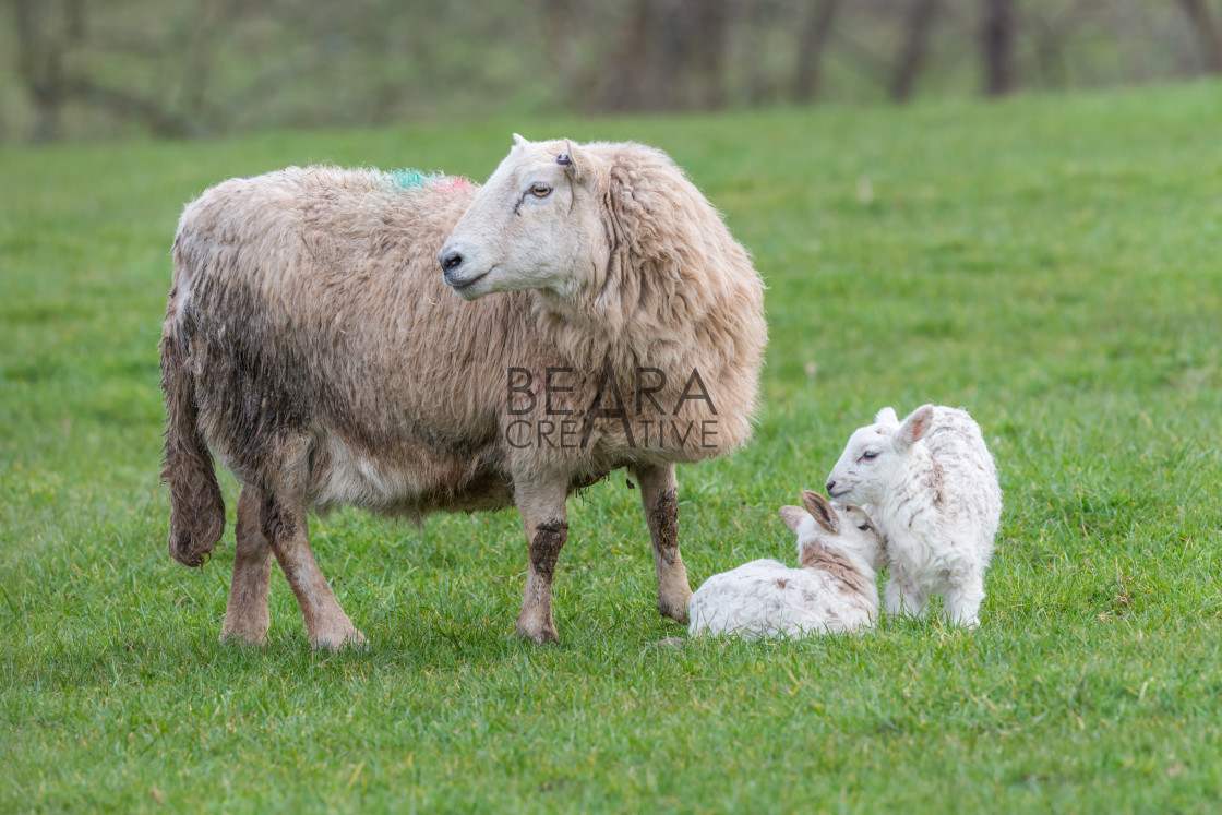 "Brecon Beacons ewe with two lambs" stock image