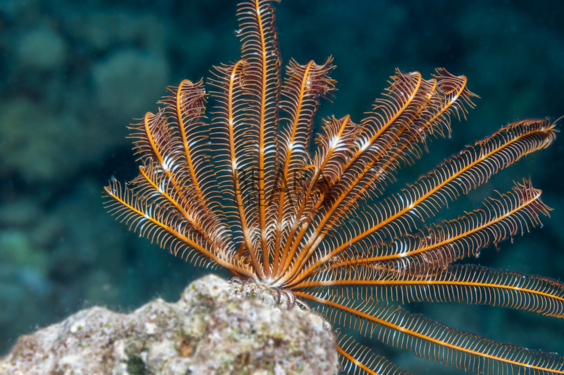 "Feather star Red Sea" stock image