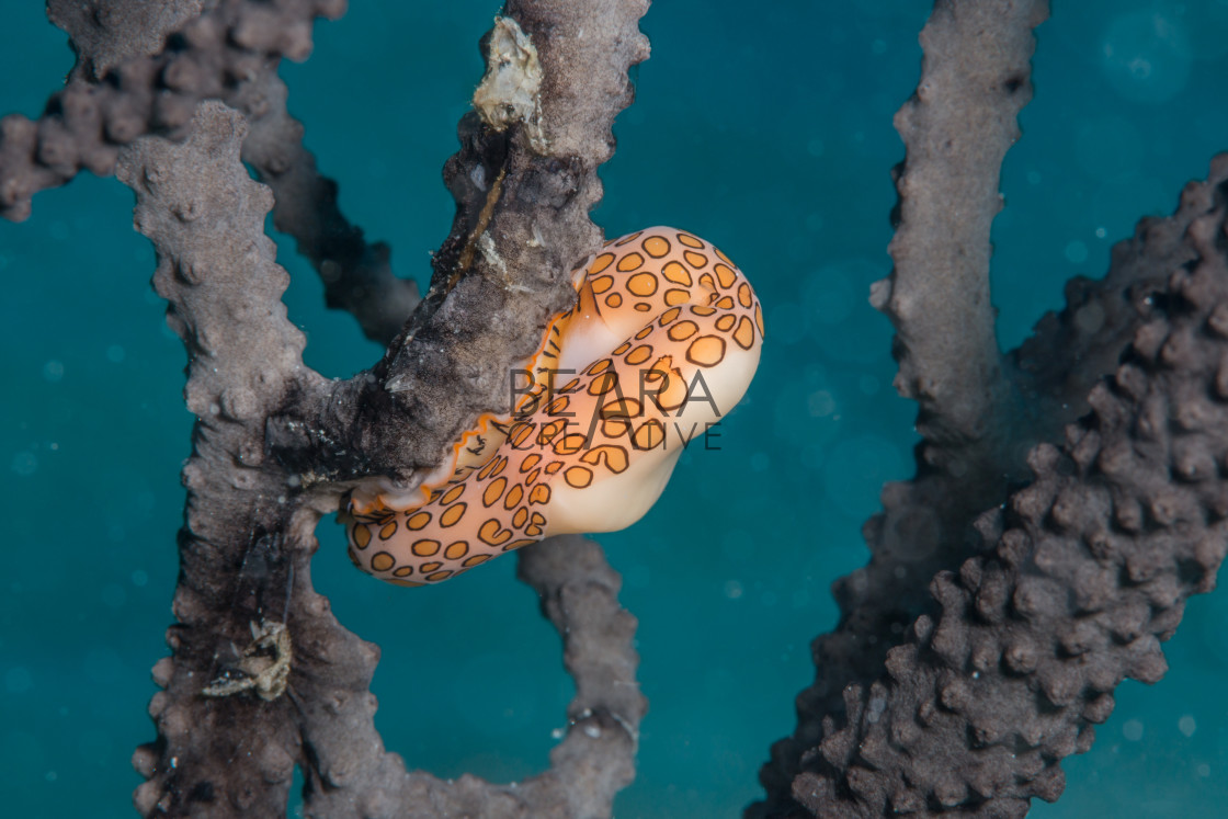 "Flamingo tongue snail diagonal" stock image