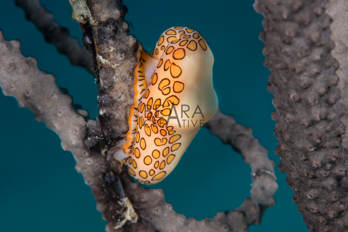 "Flamingo tongue snail Bahamas" stock image