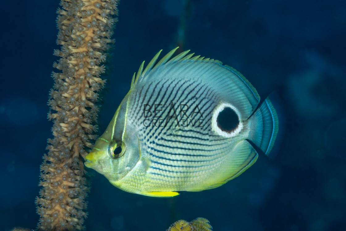 "Foureye butterflyfish Bahamas" stock image