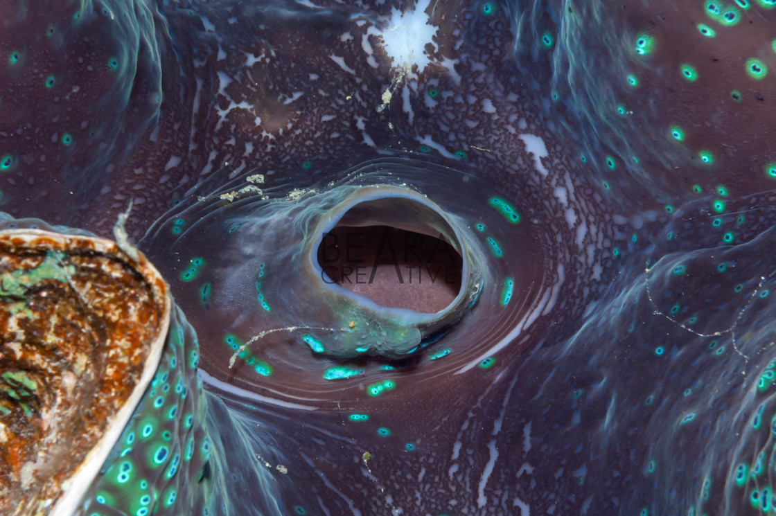 "Giant clam abstract macro Philippines" by Toby Gibson - £10.00 "Giant clam abstract macro Philippines" stock image