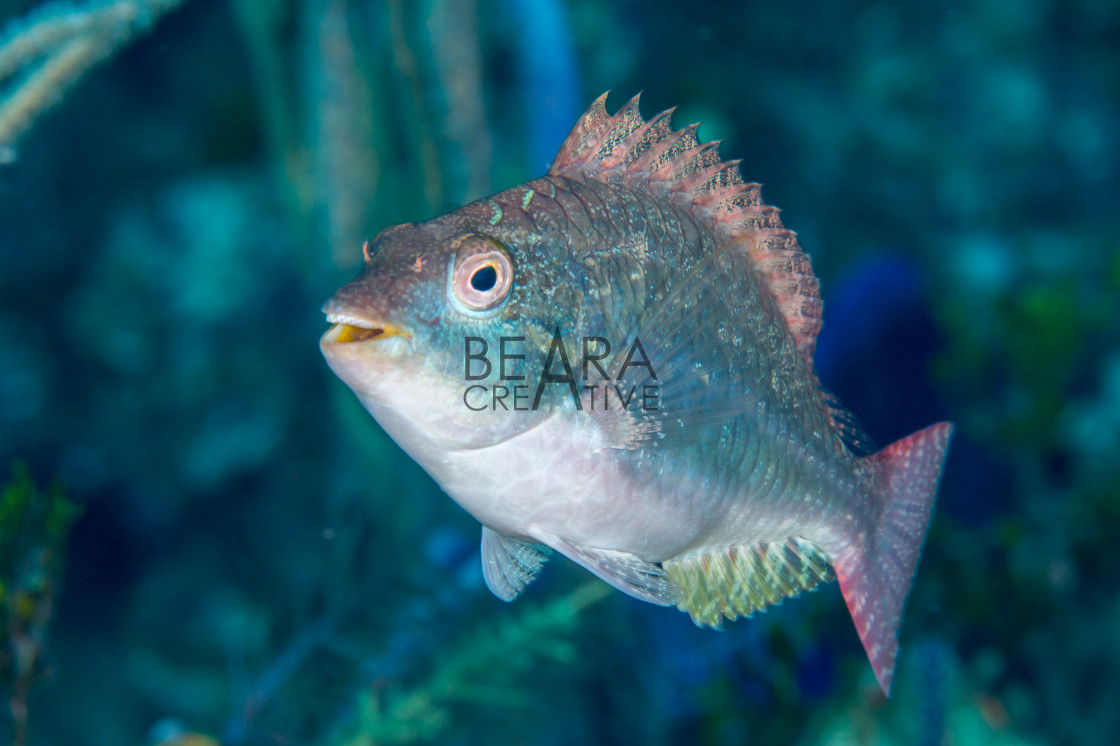 "Greenblotch parrotfish Bahamas" stock image