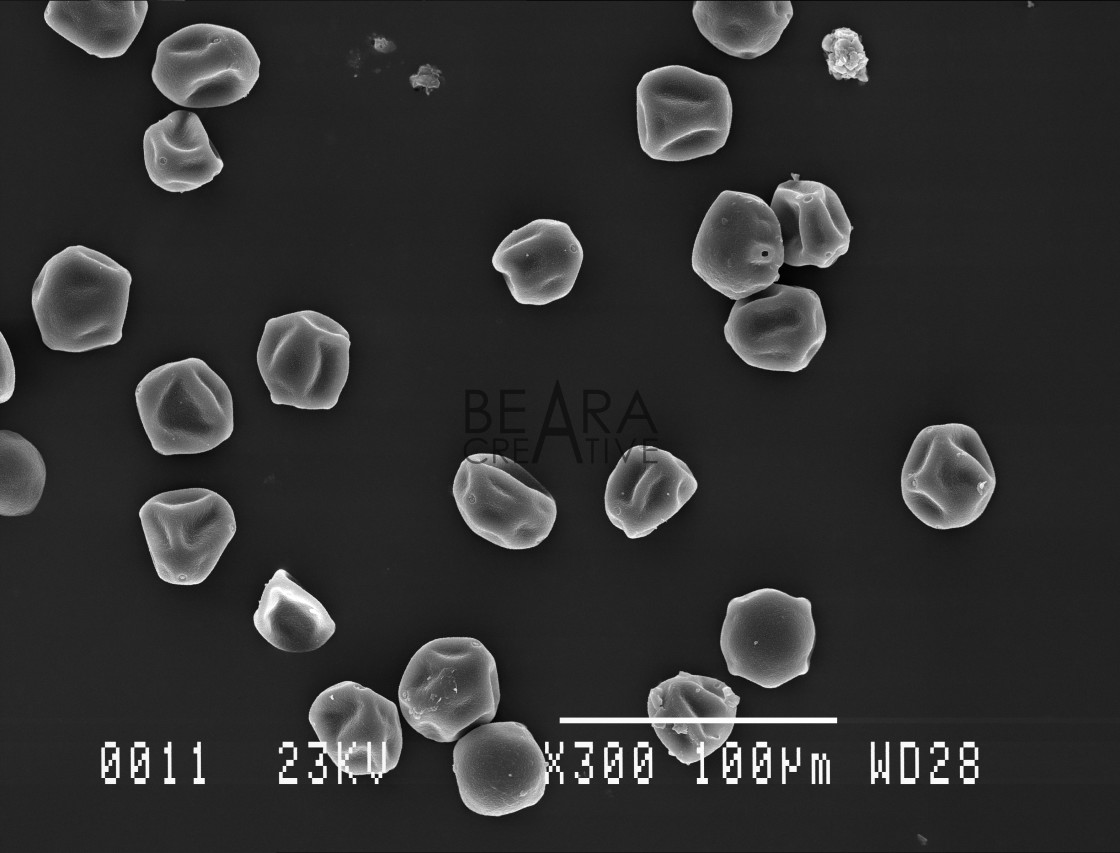 "Many hornbeam pollen grains" stock image