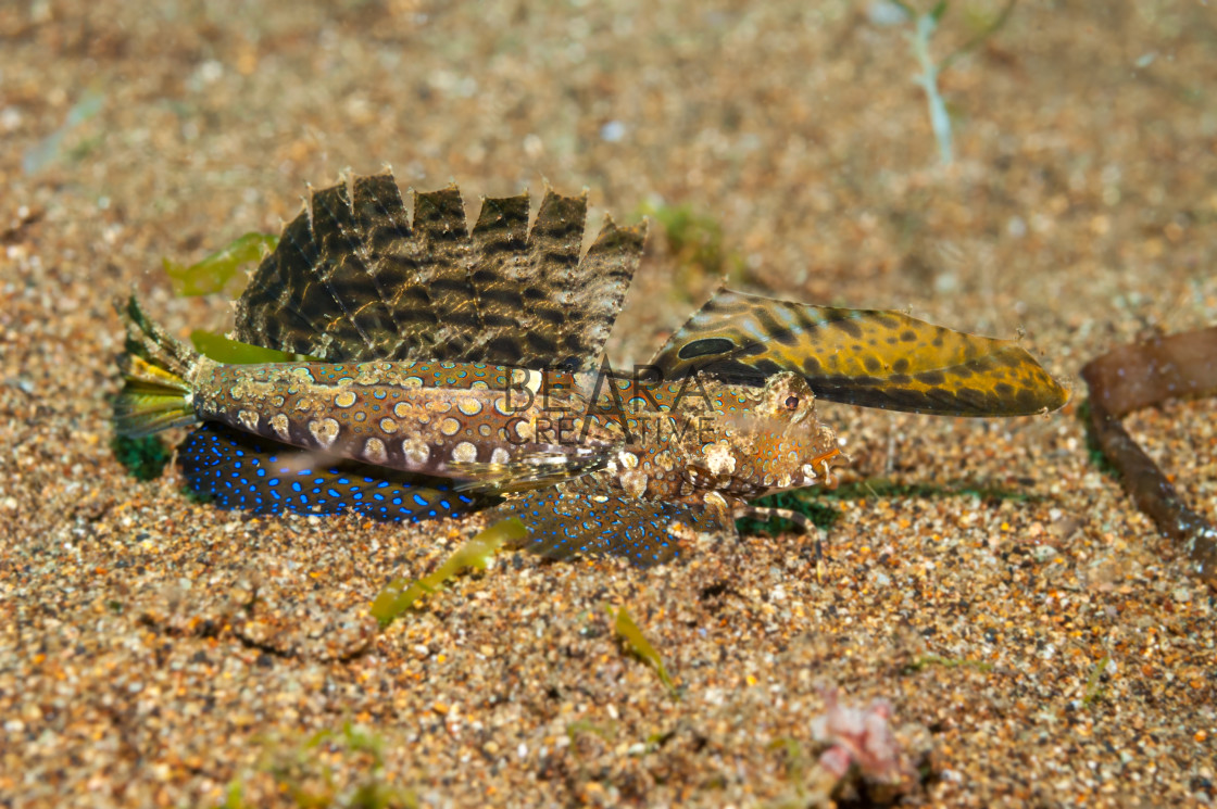 "Orange and black dragonet" stock image