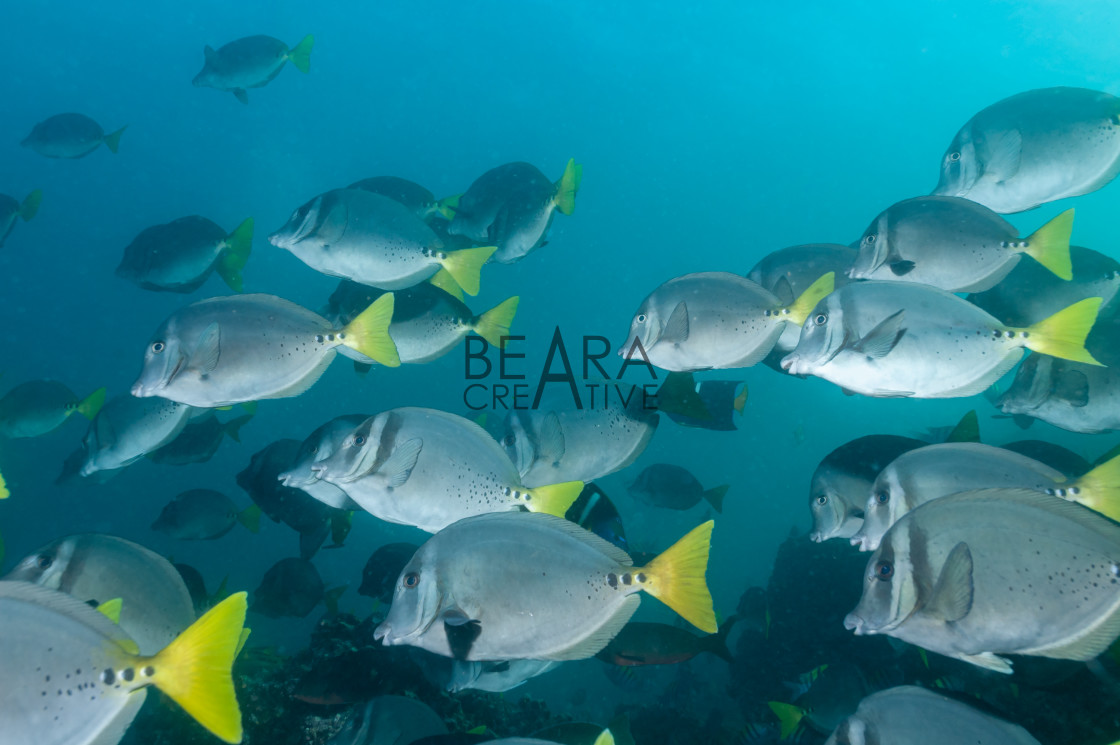 "Razor surgeonfish shoal in the Galapagos" stock image