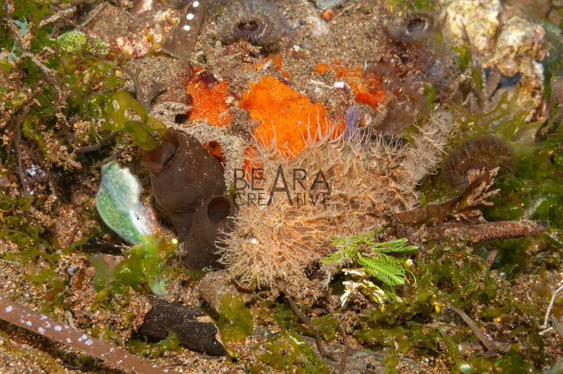 "Striated frogfish Philippines" stock image