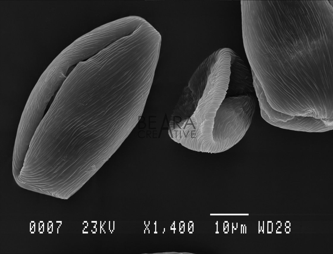 "Three cherry tree pollen grains" stock image