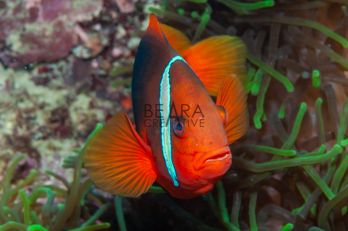 "Tomato clownfish in anemone" stock image