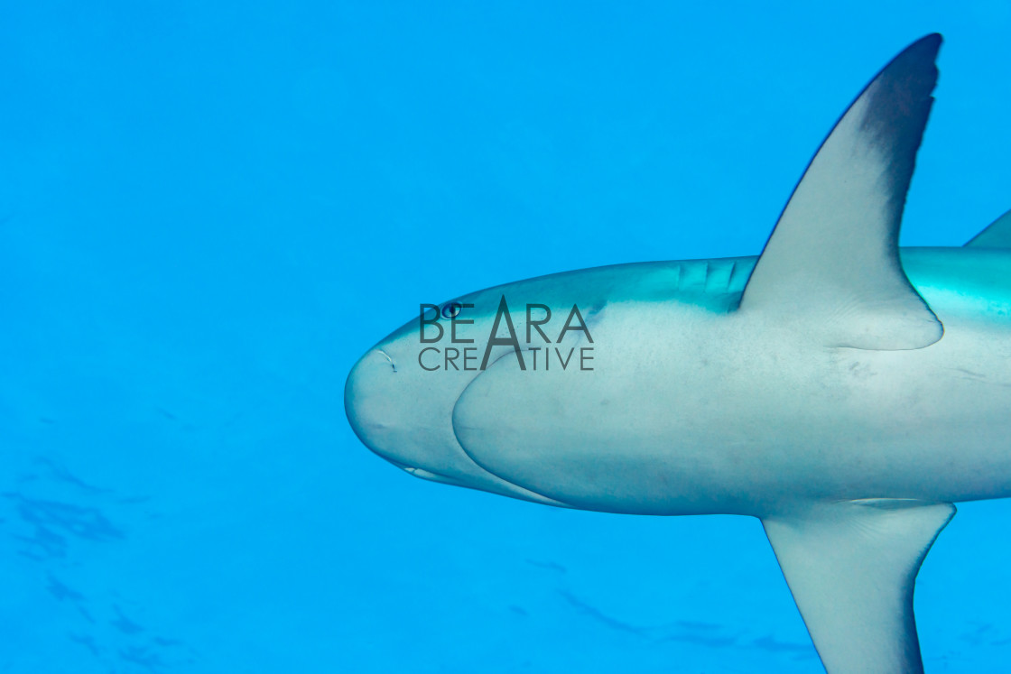 "Underneath Caribbean reef shark" stock image