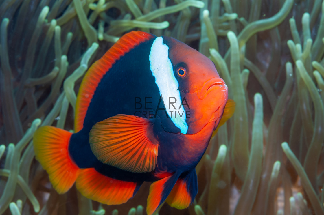 "Tomato clownfish side-on in anemone" stock image