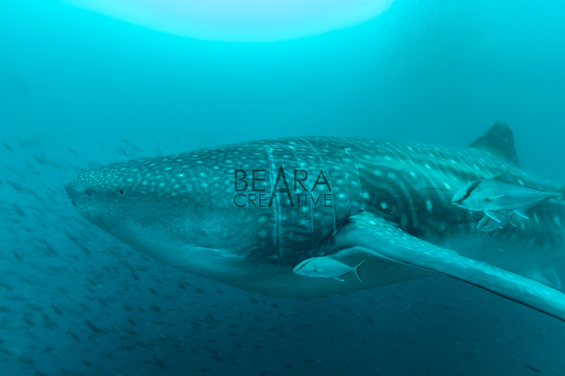 "Whale shark side on" stock image