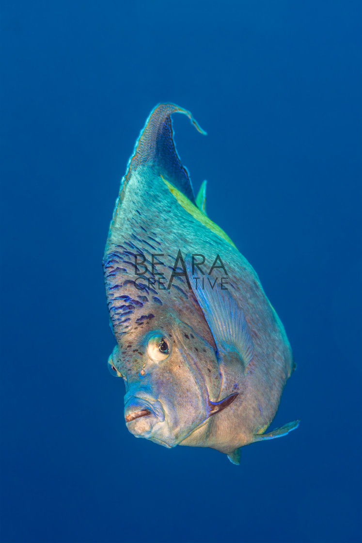 "Yellowbar angelfish portrait Red Sea" stock image