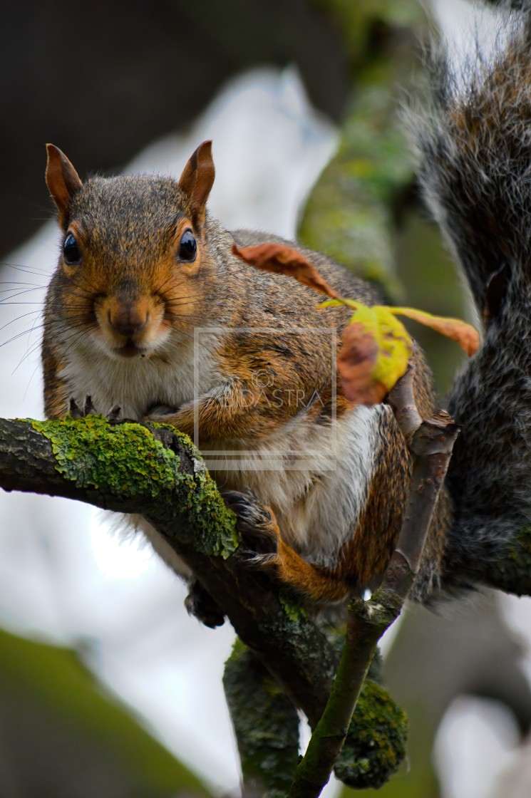 "Squirrel on a branch" stock image