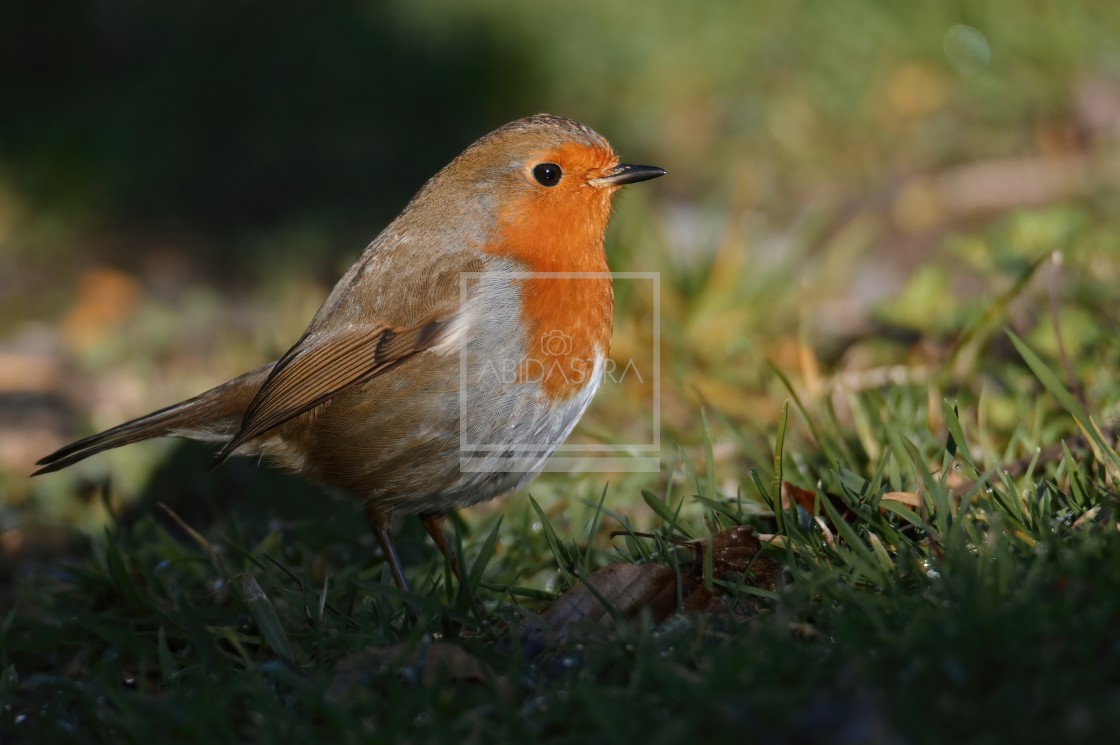 "Robin peeking out from the shadows" stock image