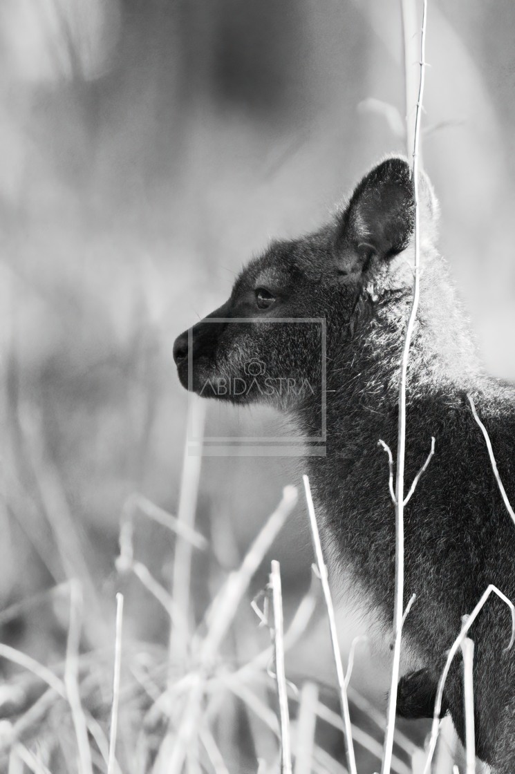 "Wallaby in profile" stock image