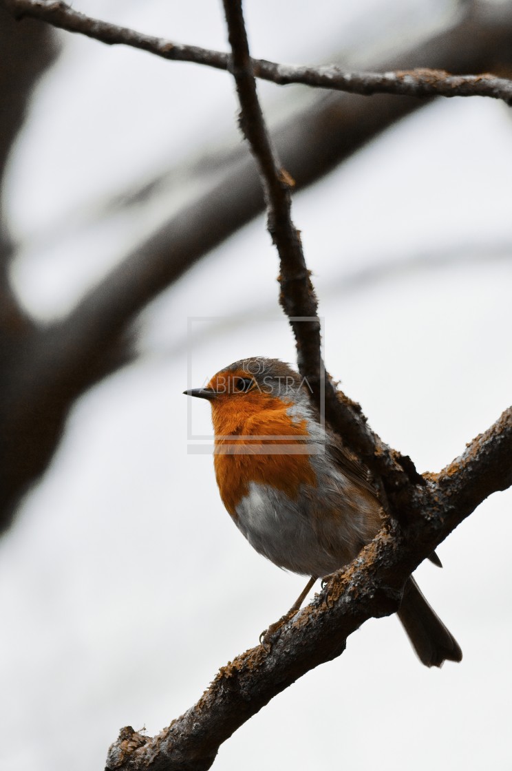 "A Winter Robin" stock image