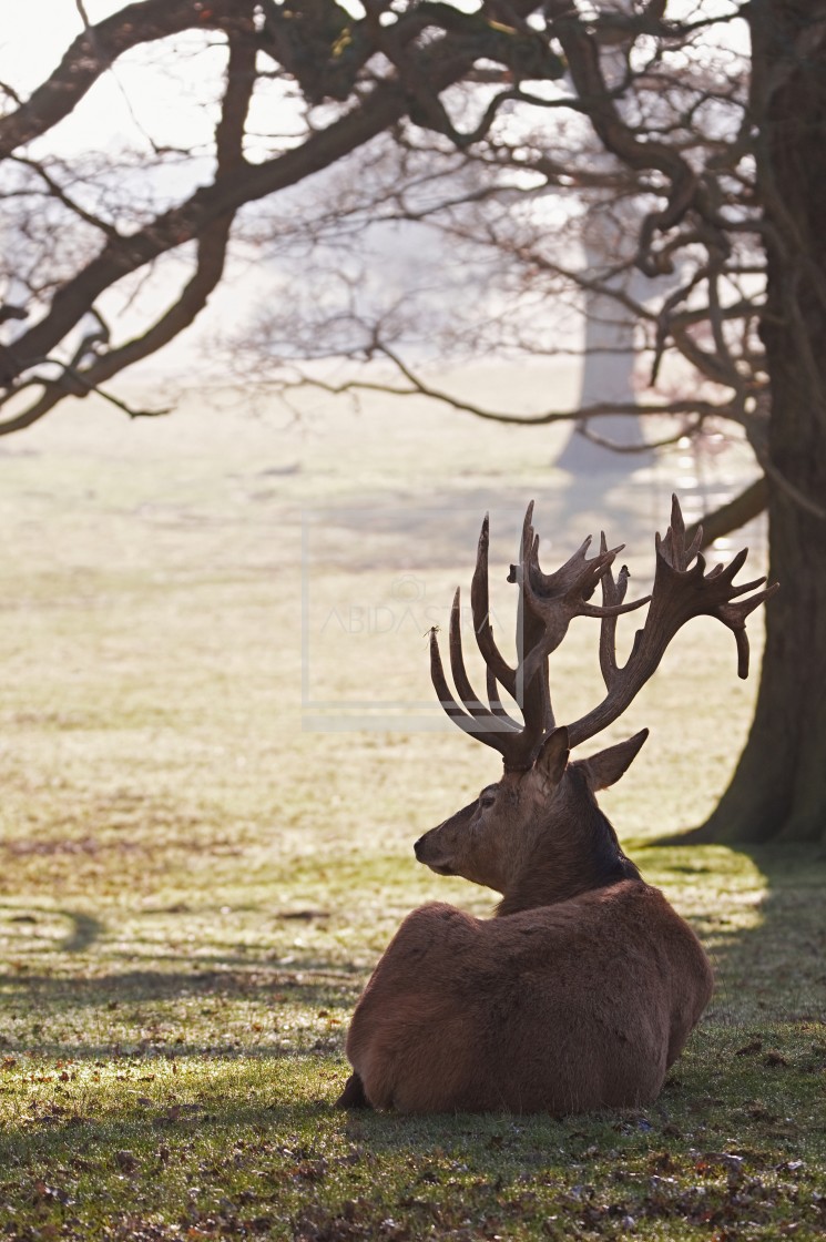 "Red Deer Stag resting" stock image