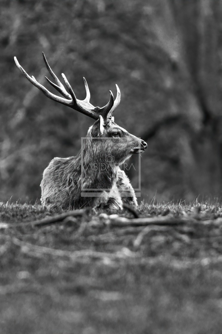 "Deer on the crest of a hill" stock image