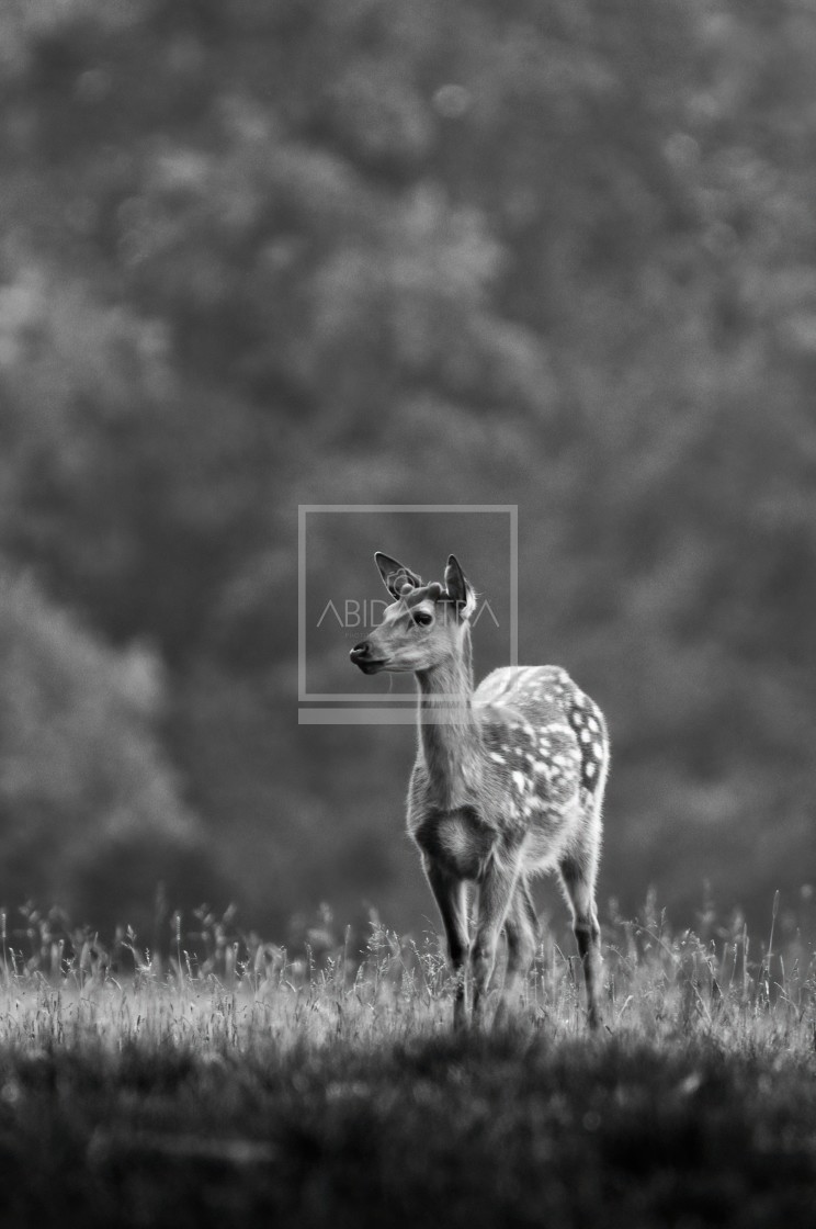 "Fallow Deer standing before the Forest" stock image