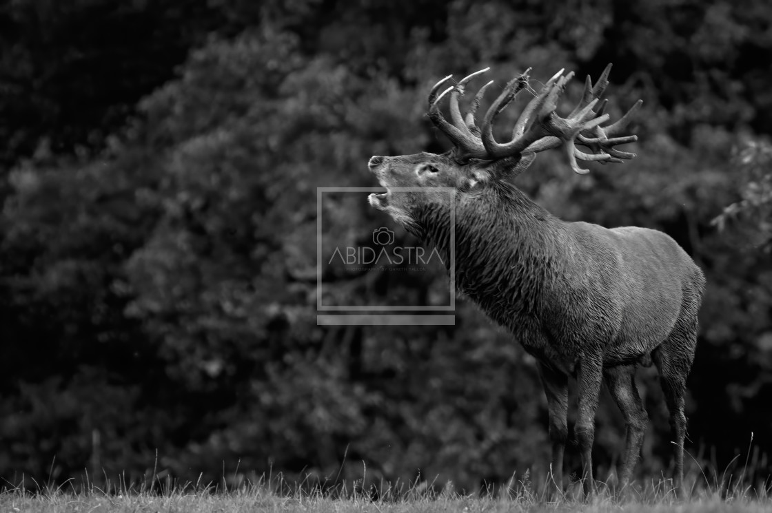 "Bellowing Stag" stock image