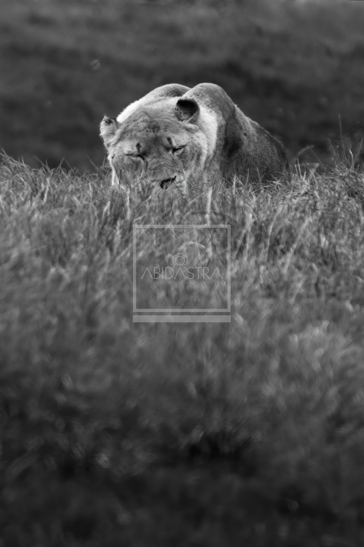 "Sleeping Lion" stock image