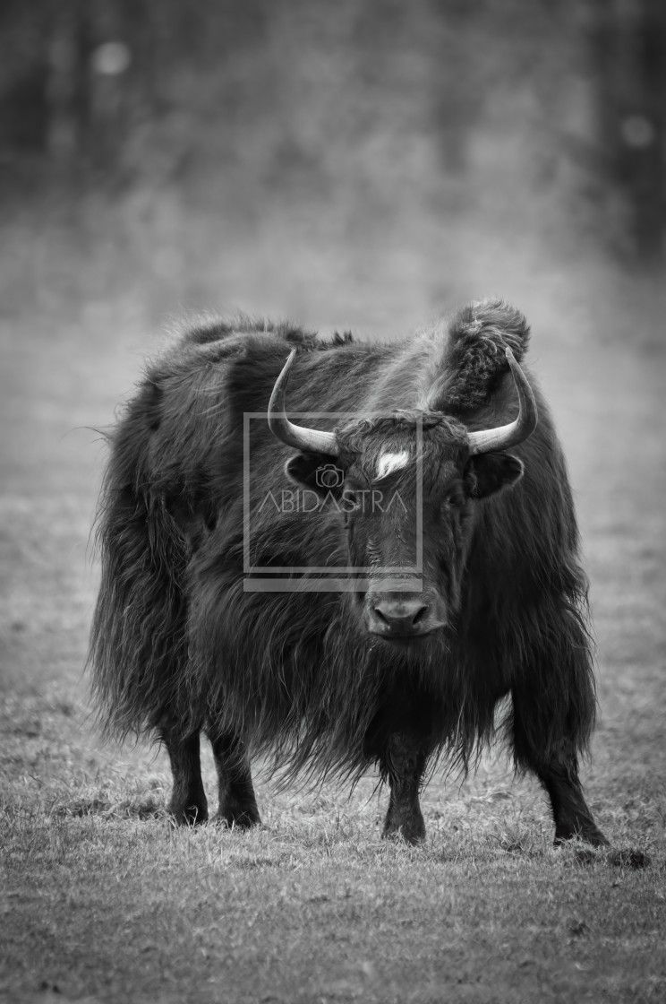 "Yak Life" stock image