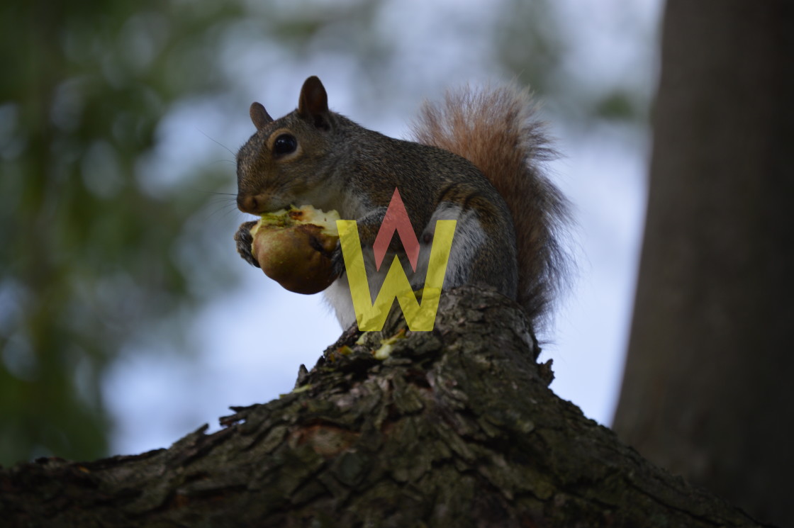 "Snack Time" stock image