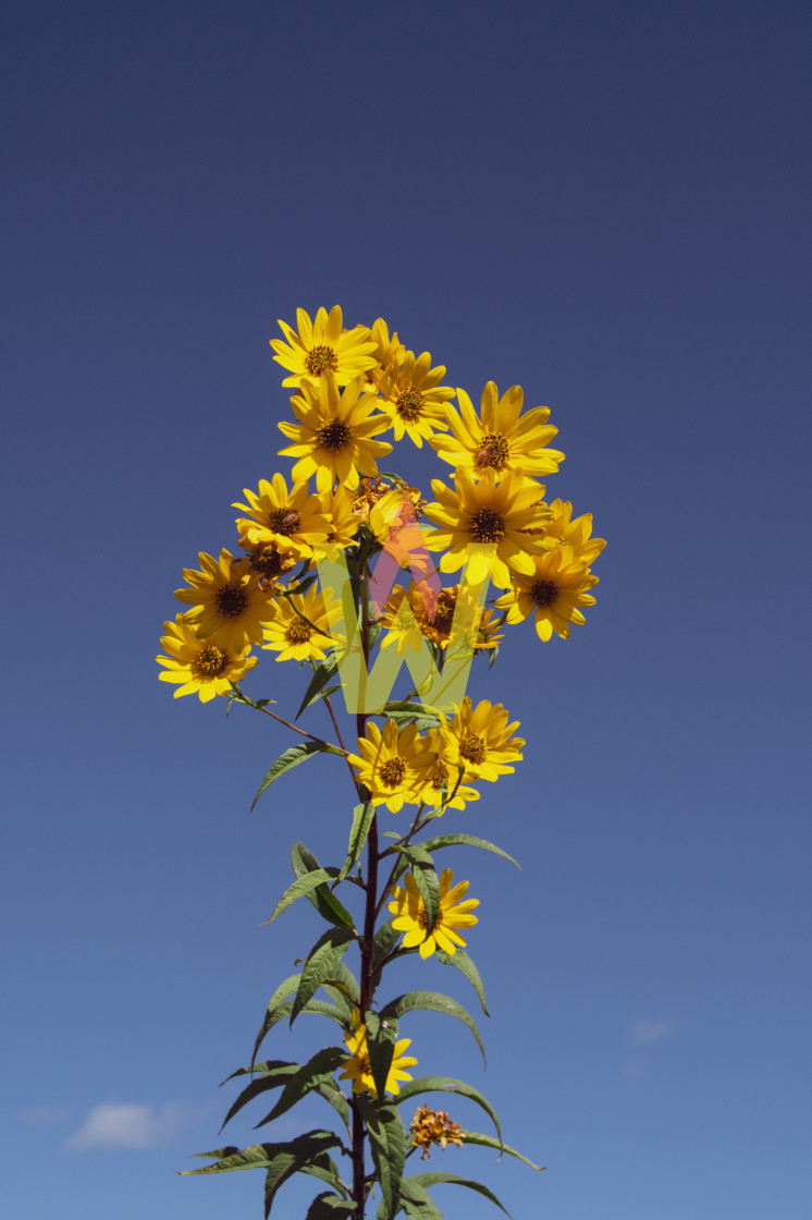 "brighter days" stock image