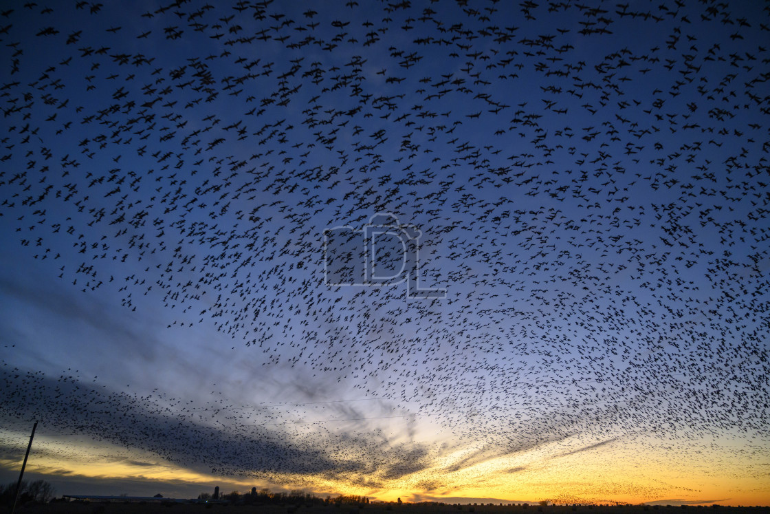 "Geese swarm" stock image