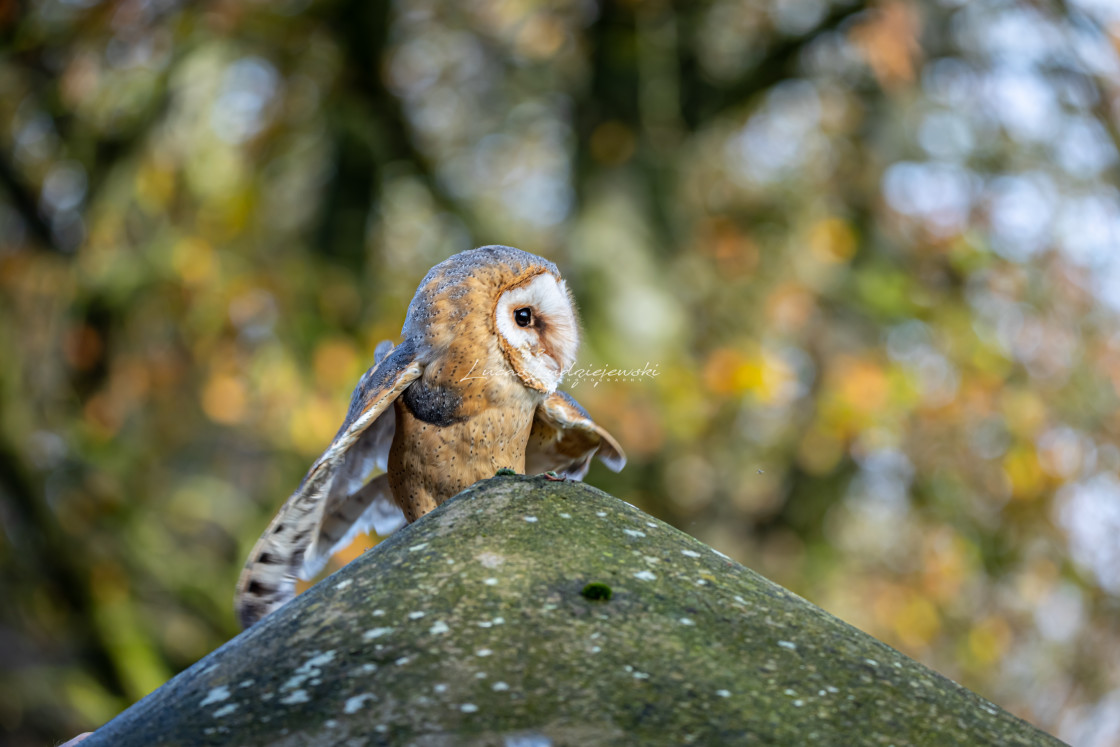 "Owl on the post" stock image