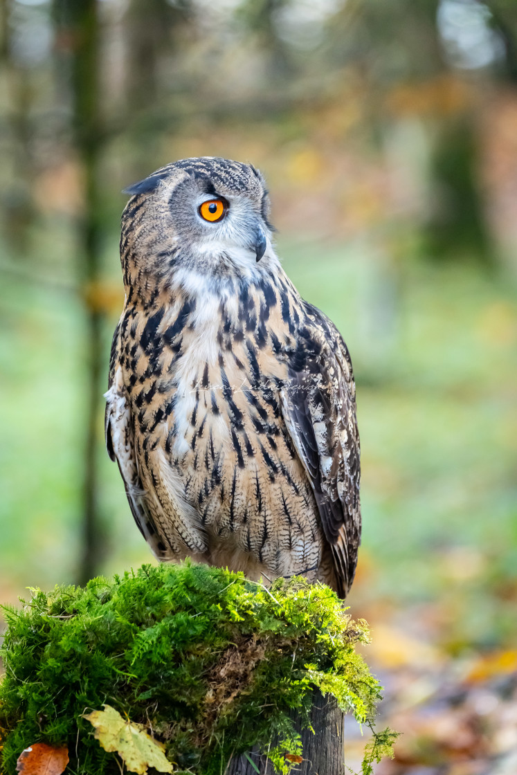 "Owl in the forest" stock image